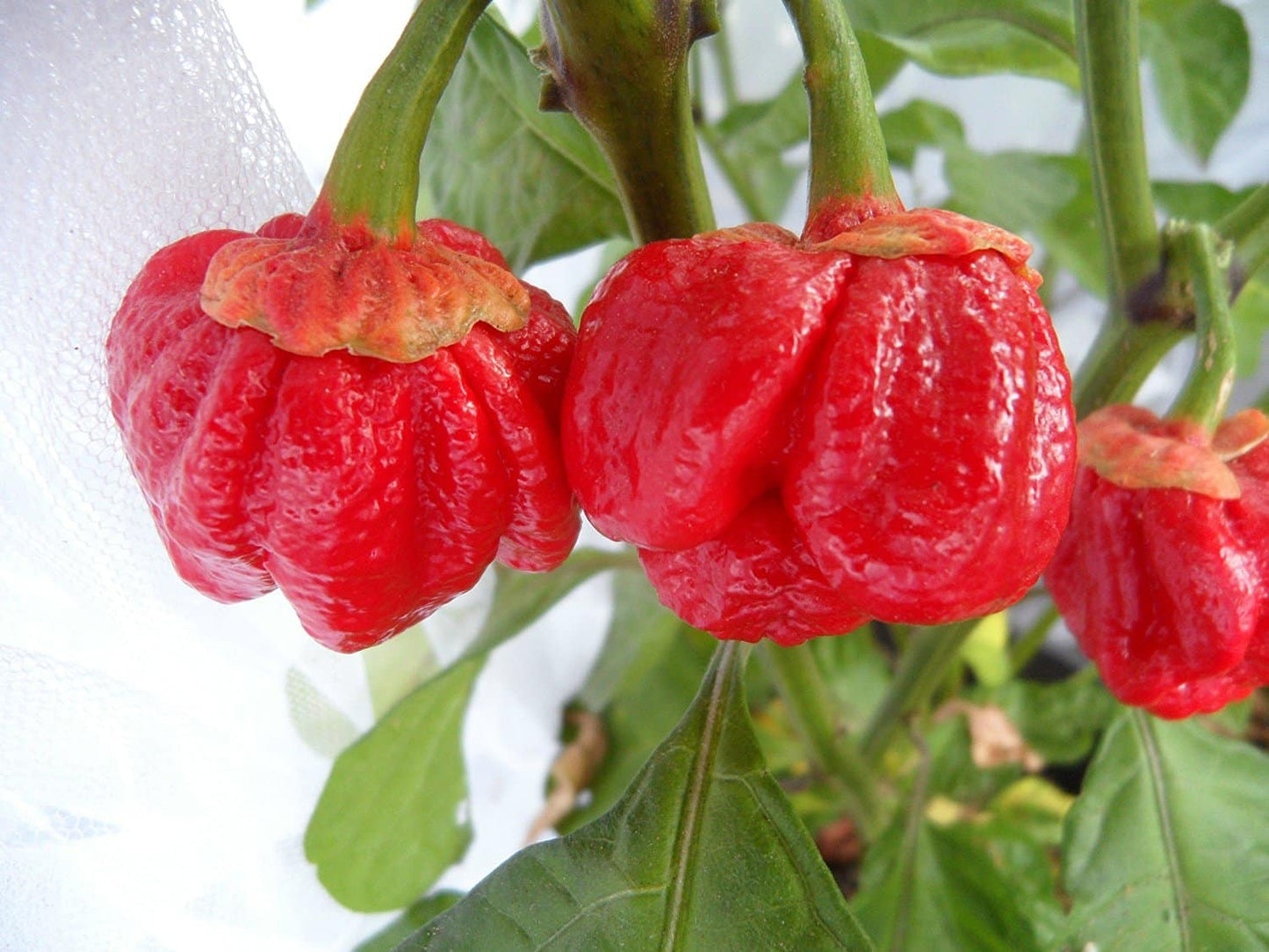 Limited Edition: 7 Pot Bleeding Calyx Bubblegum Peach