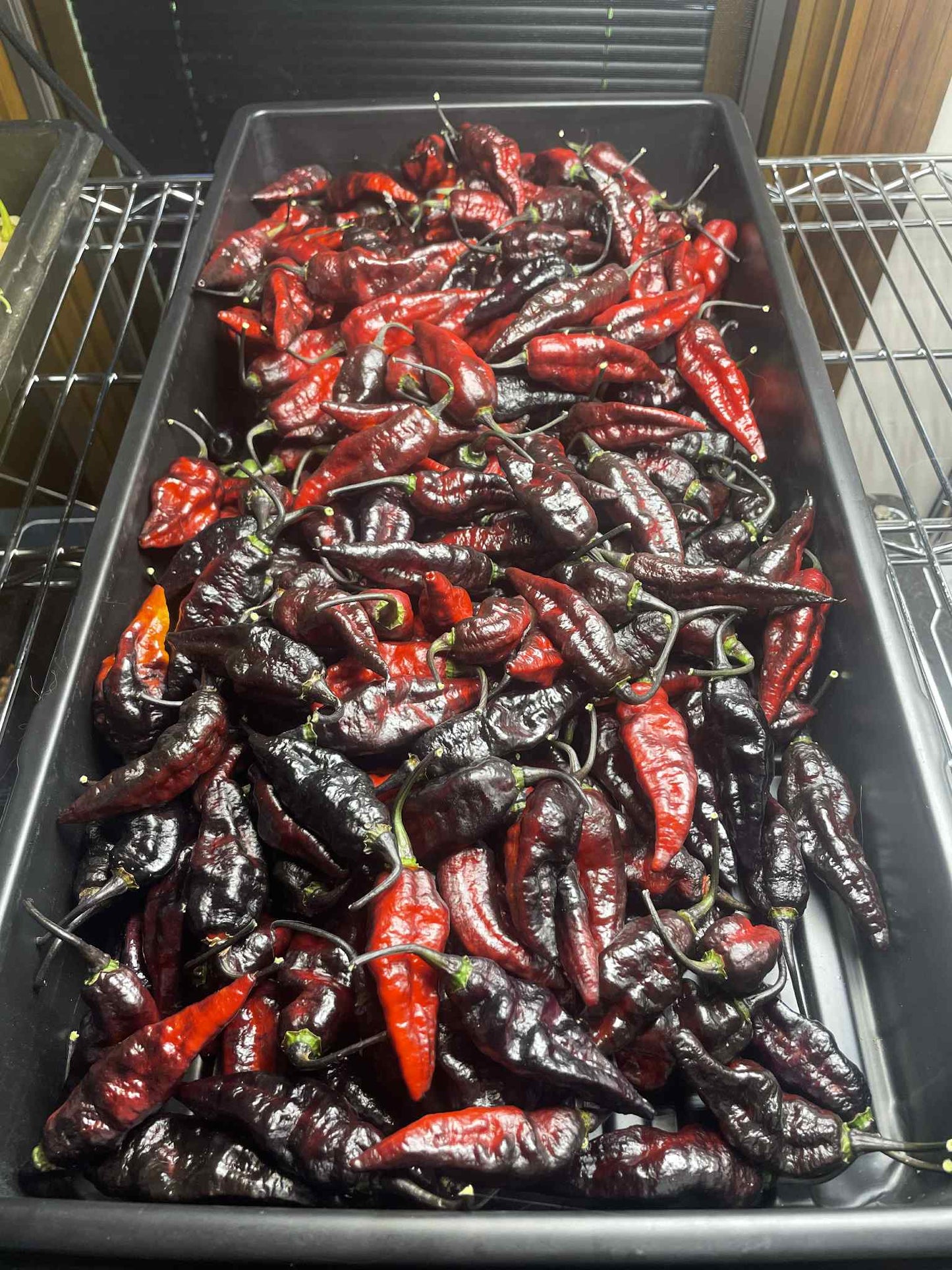 Limited Edition: Blood Ghost (Seasonal Drop)