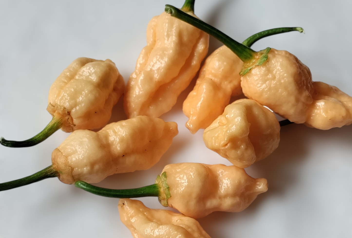 Limited Edition: 7 Pot Bubblegum X Naga Peach