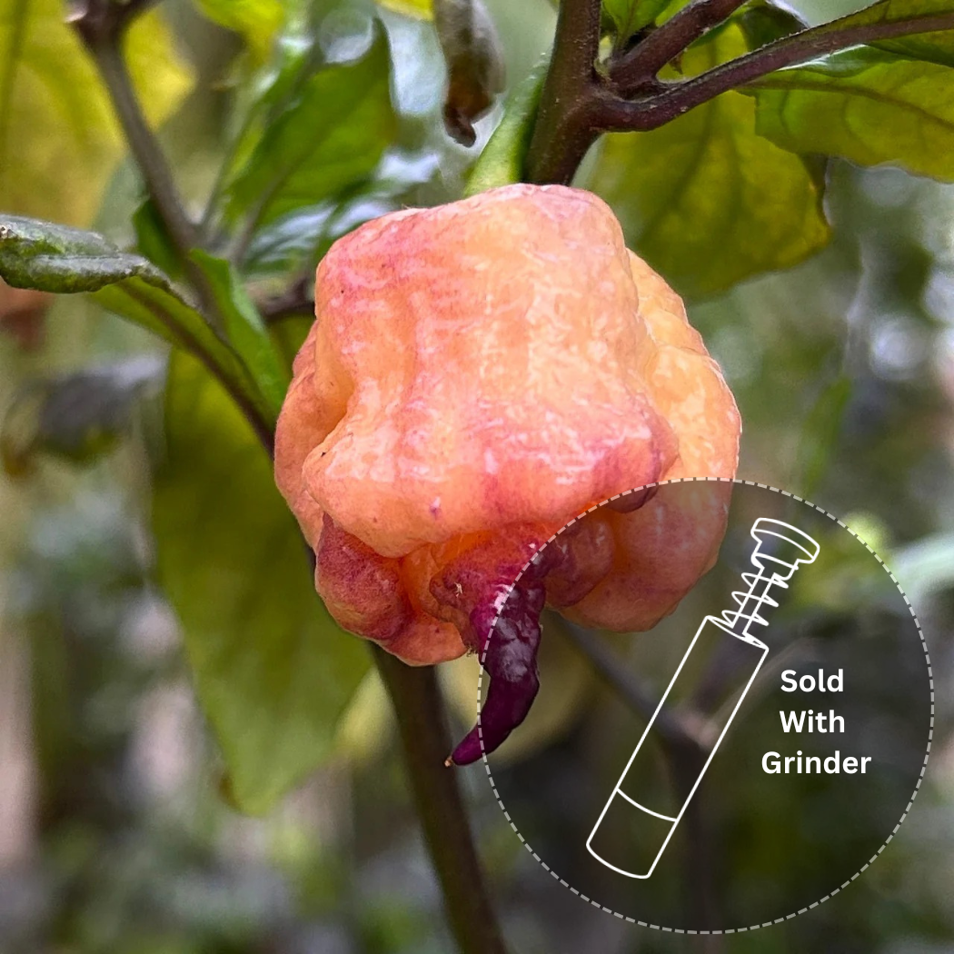 Reaper Sbagliato Purple Peach (7 total)