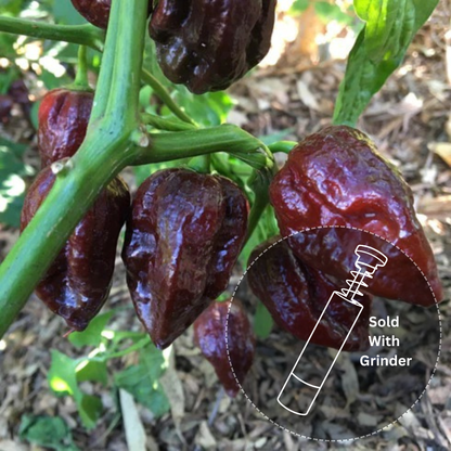 Chocolate Beast (Re-released!)