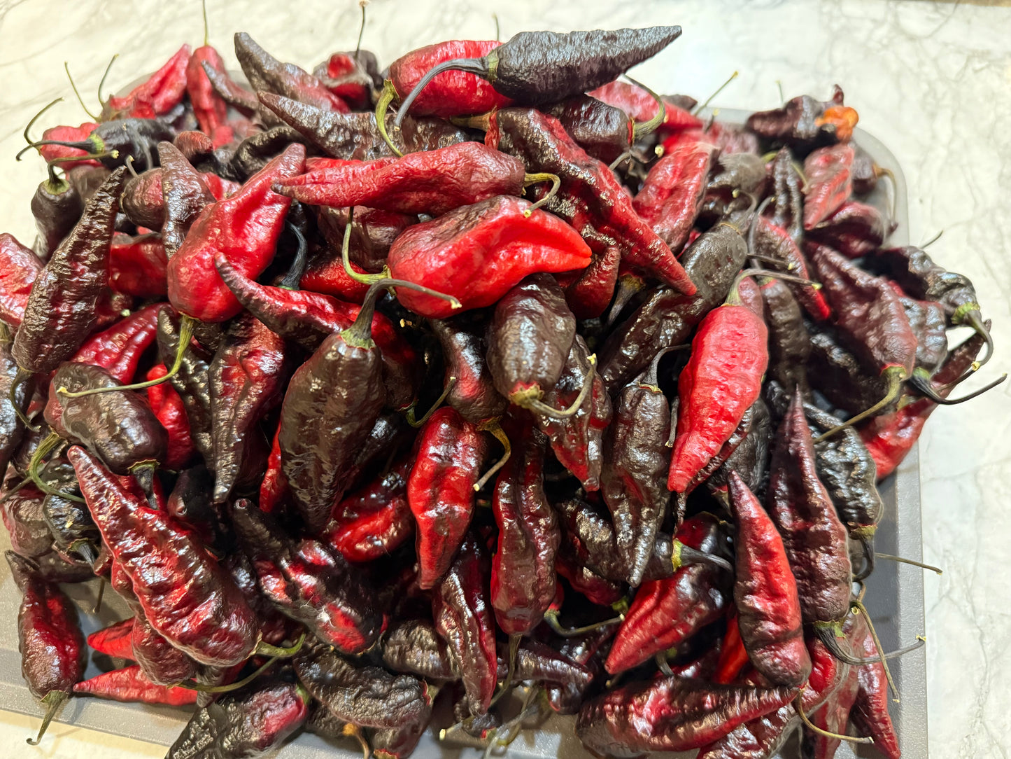 Limited Edition: Blood Ghost (Seasonal Drop)