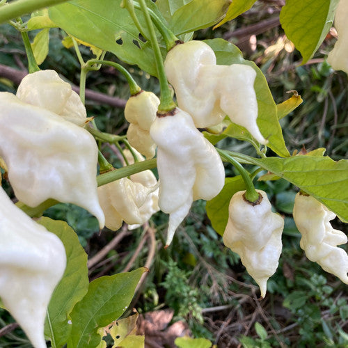 White Ghost (6 Total)