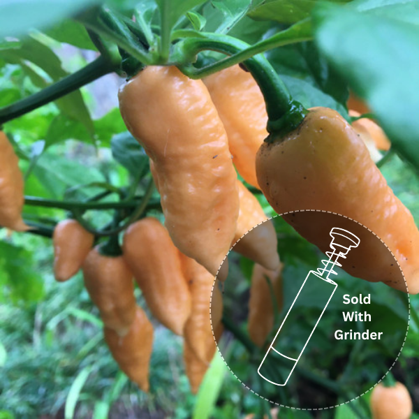 Peach Ghost (New Release!)