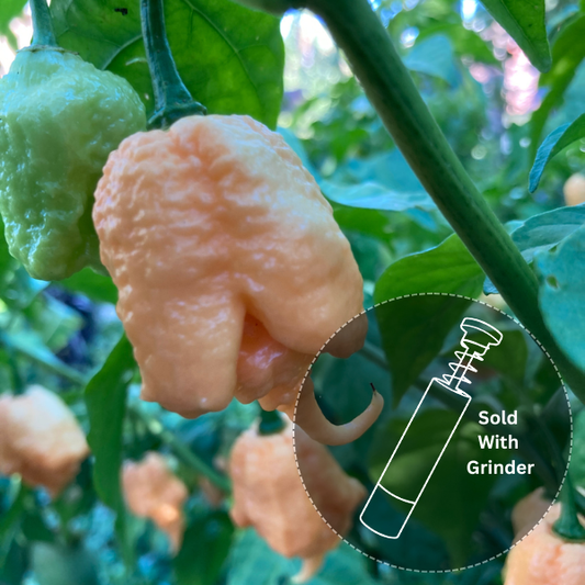 Peach Reaper (New Release!)