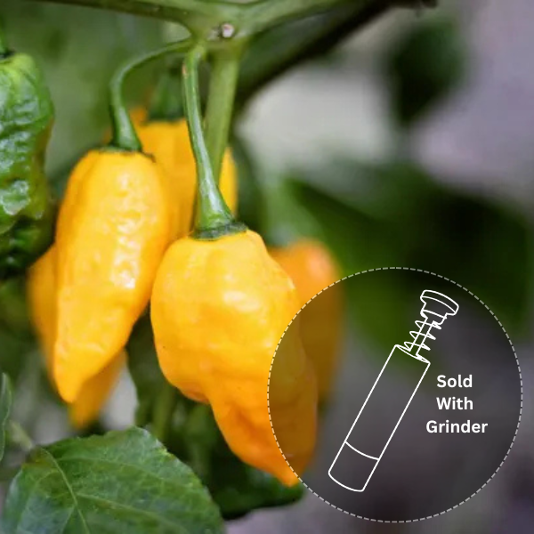 Pineapple Ghost (New Release!)