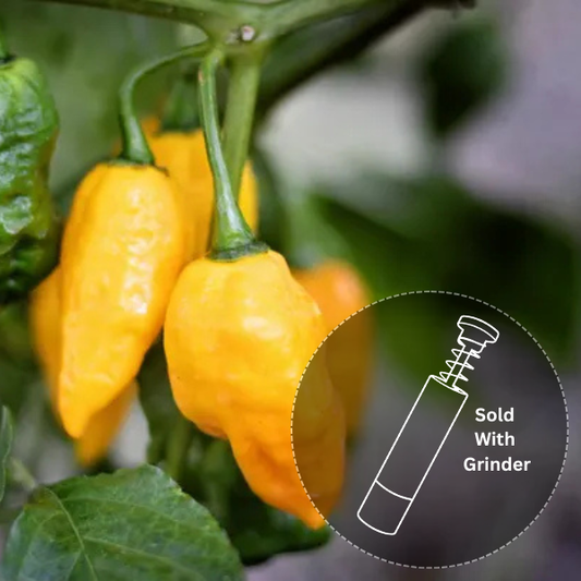 Pineapple Ghost (New Release!)