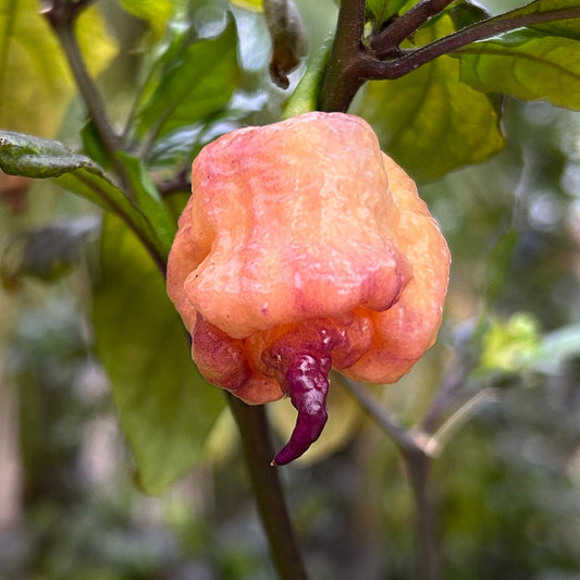 Reaper Sbagliato Purple Peach (7 total)