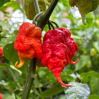 Limited Edition: Tiberius Mauler