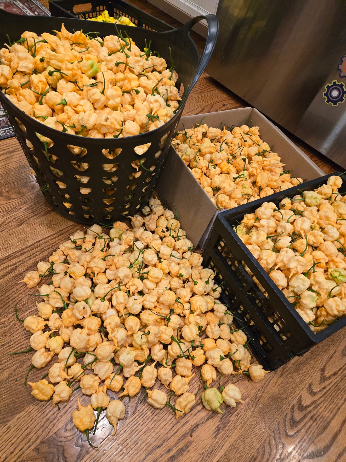 Peach Reaper (New Release!)