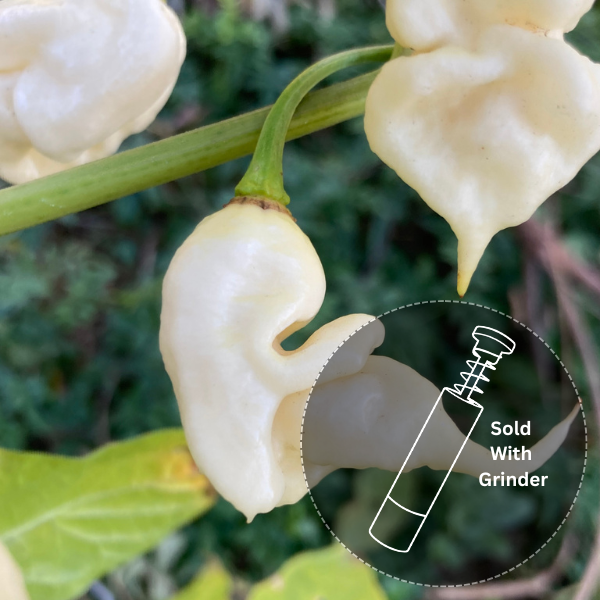 White Ghost Scorpion (New Release!)