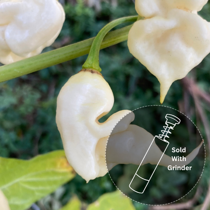 White Ghost Scorpion (New Release!)