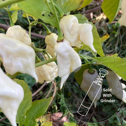 White Ghost (New Release — 2025 Harvest)