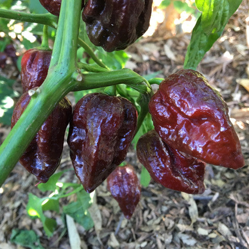 Chocolate Beast (8 Total)