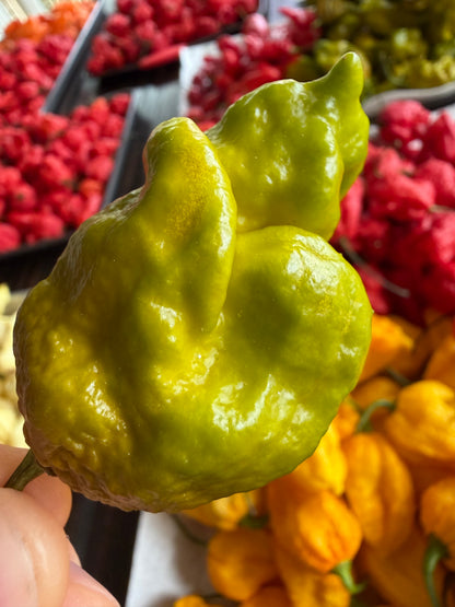 Large mustard-green Gator Jigsaw pepper held by hand
