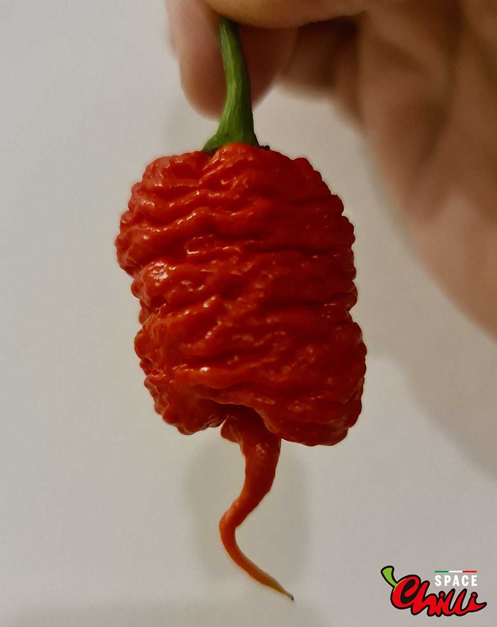 Limited Edition: Red Hydra (aka Hydra Red)