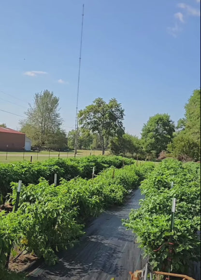 Peach Reaper (New Release!)