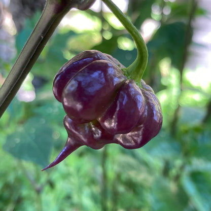 Purple Death